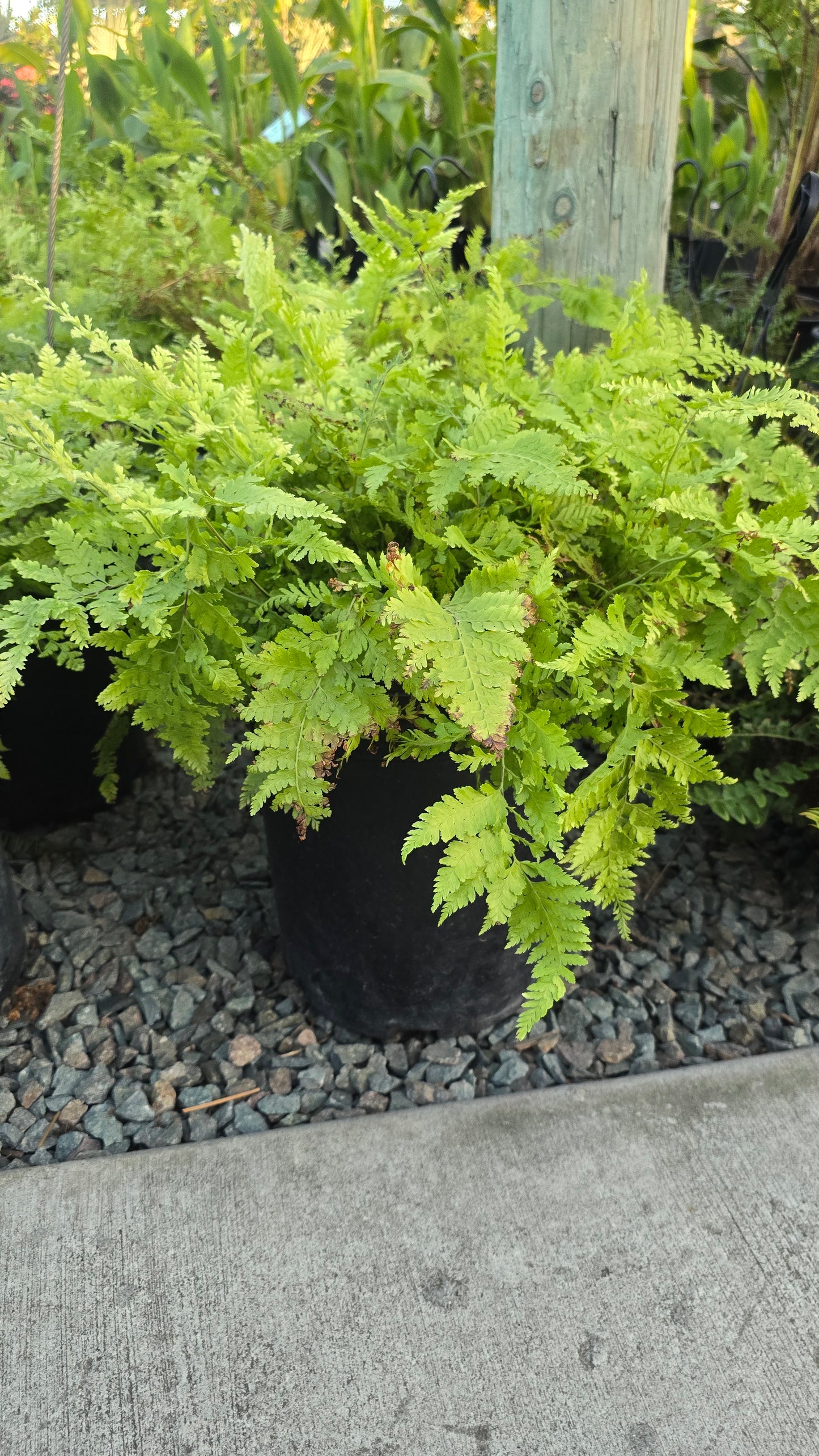 Microlepia strigosa Fern Giant 2.5 ft tall , Get similar - 🪴 Voelk Art & Plants Inc 🪴