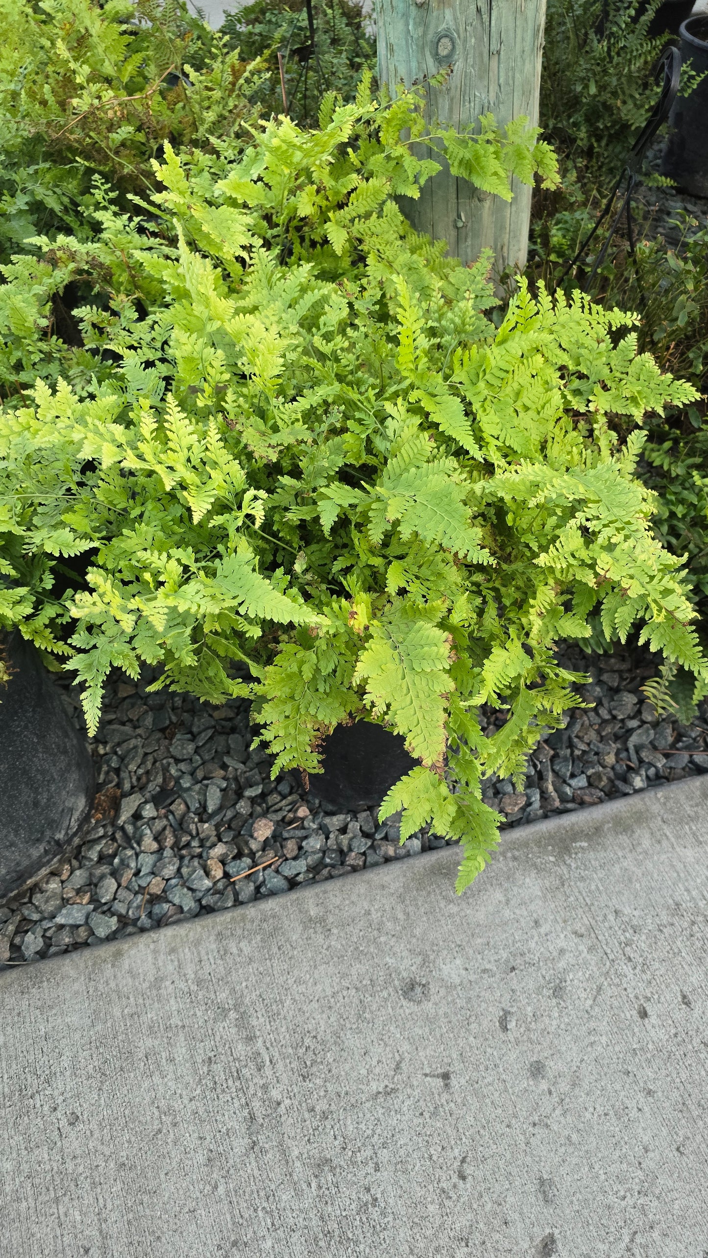Microlepia strigosa Fern Giant 2.5 ft tall , Get similar - 🪴 Voelk Art & Plants Inc 🪴