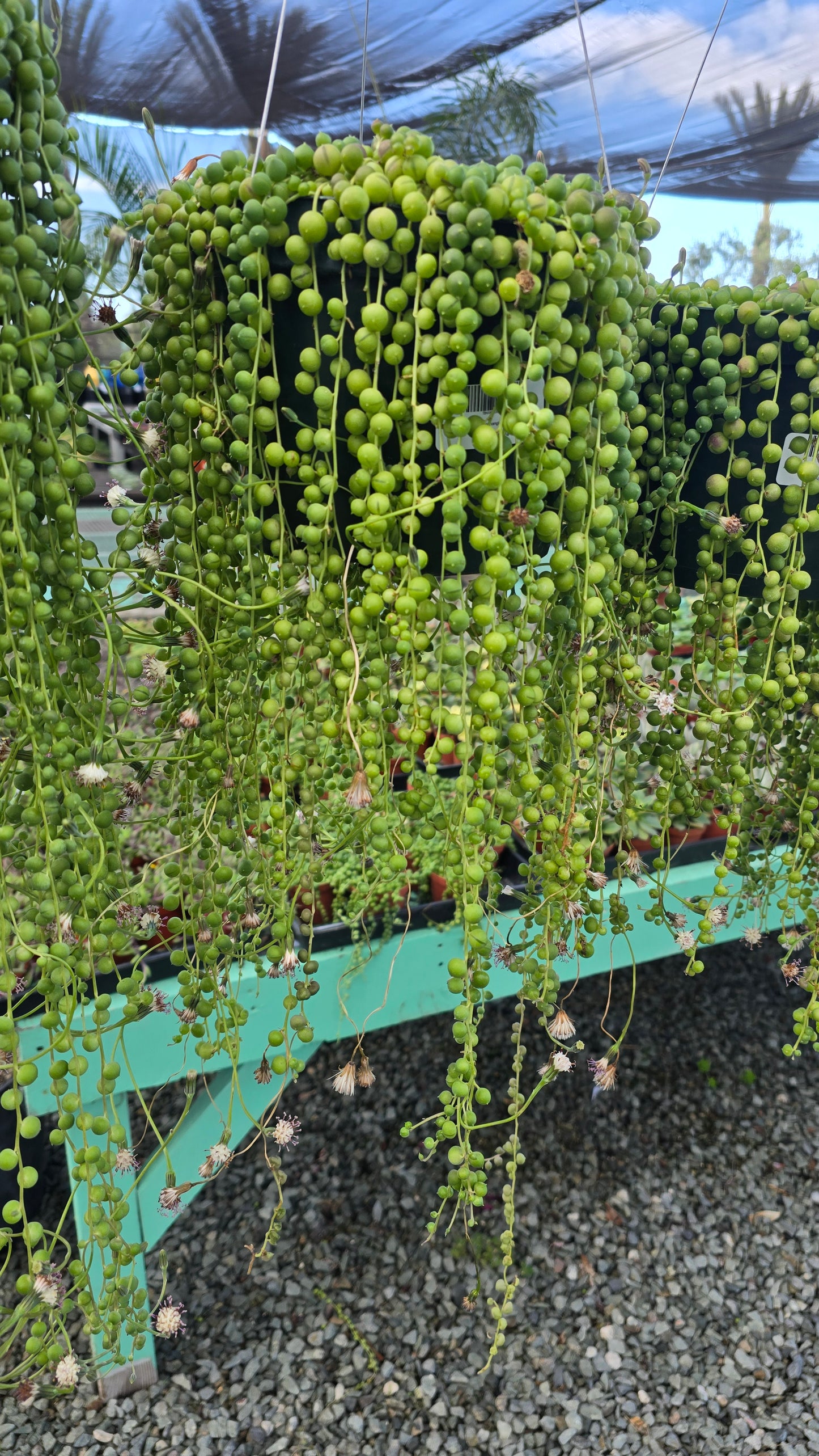 String of Pearls in 8 inch basket, 1-2ft long- Get similar - 🪴 Voelk Art & Plants Inc 🪴