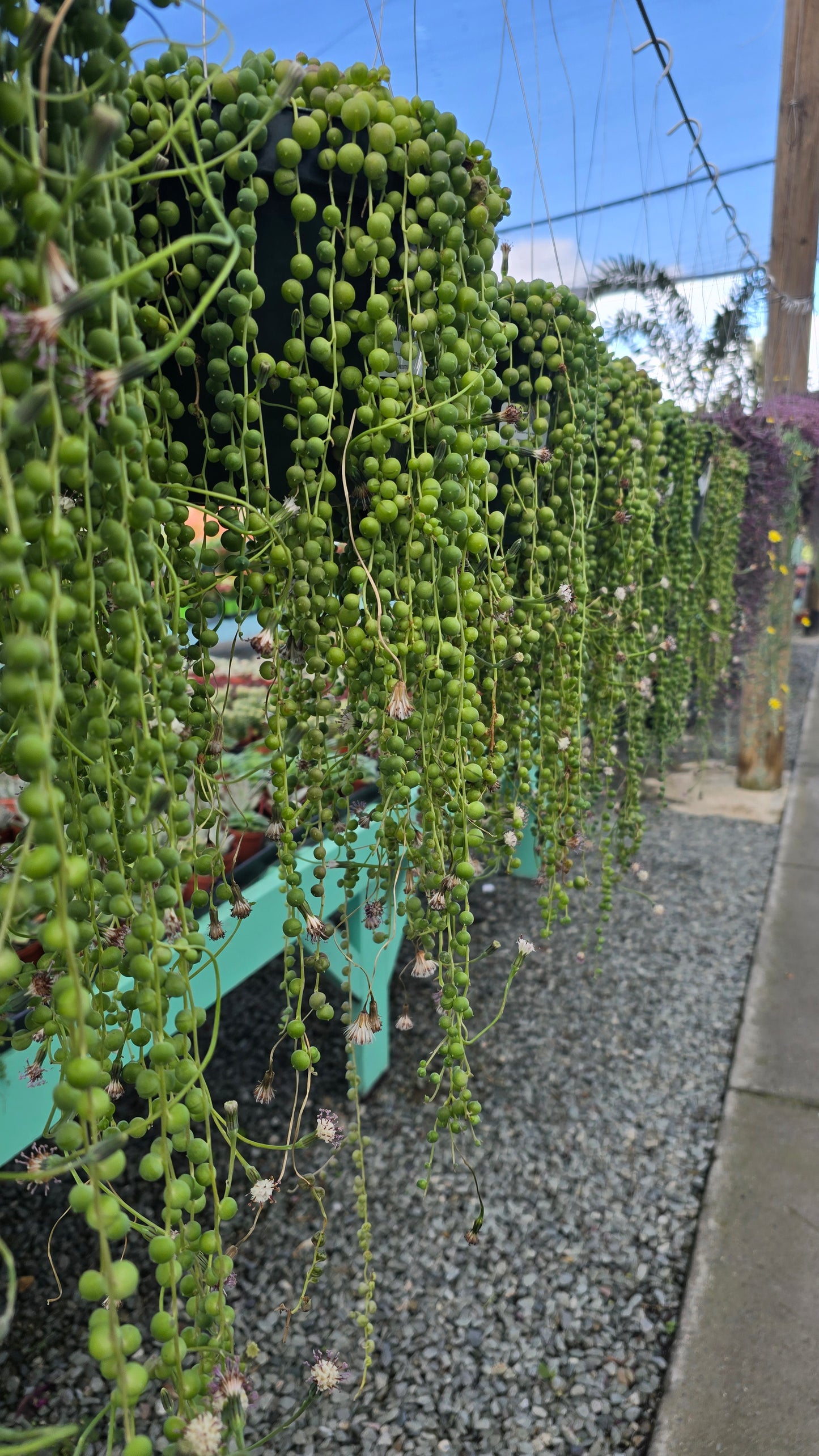 String of Pearls in 8 inch basket, 1-2ft long- Get similar - 🪴 Voelk Art & Plants Inc 🪴