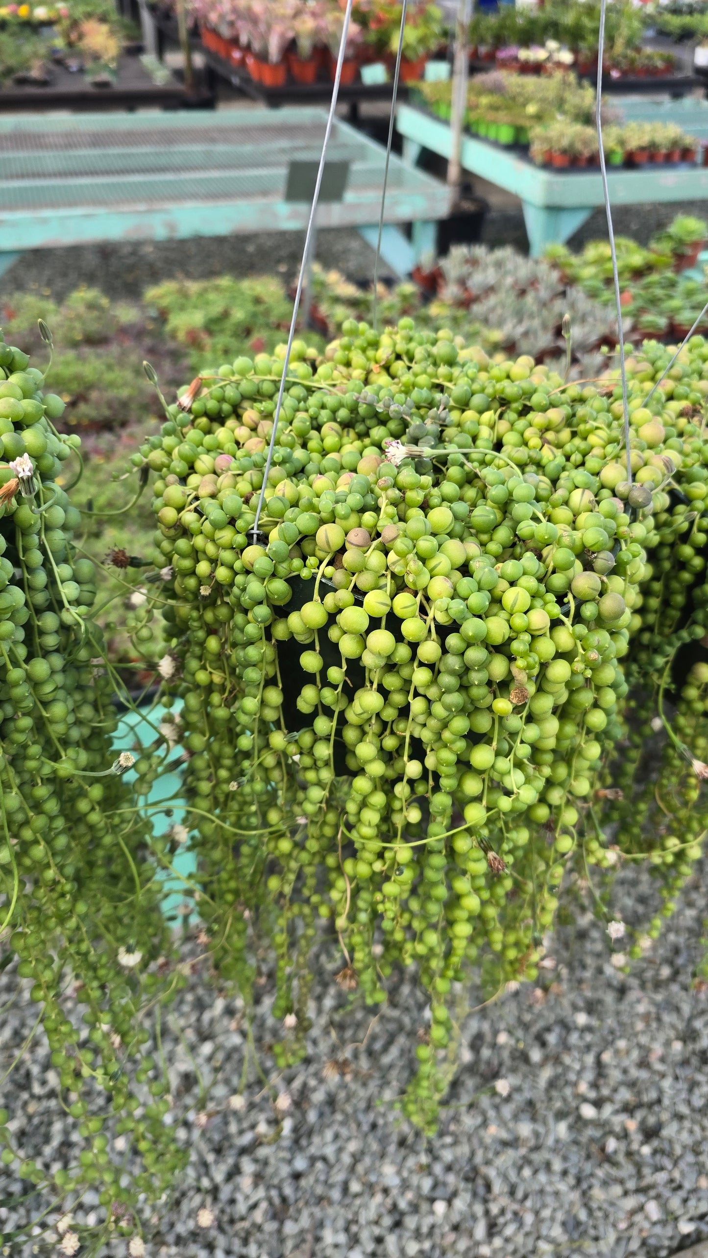 String of Pearls in 8 inch basket, 1-2ft long- Get similar - 🪴 Voelk Art & Plants Inc 🪴