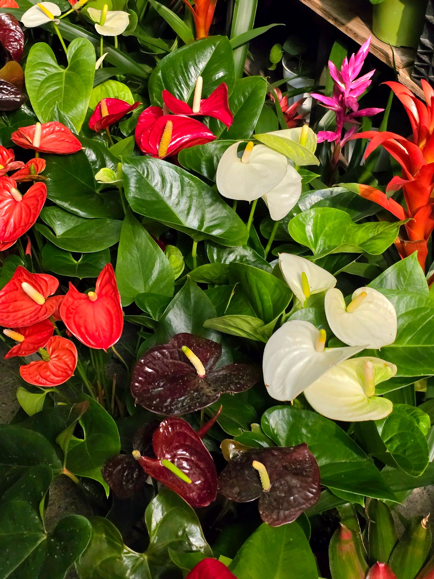 Anthuriums