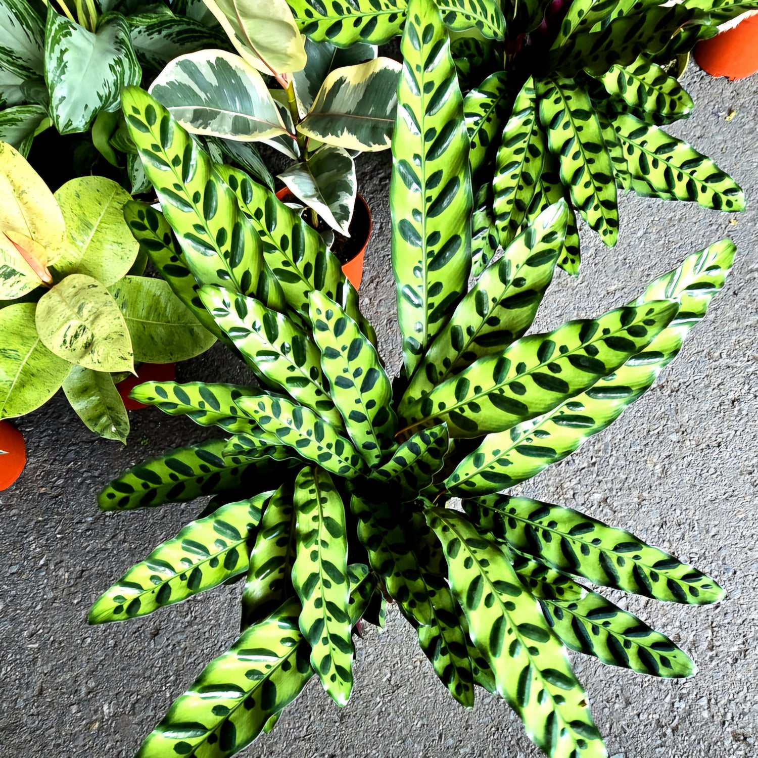 Calatheas