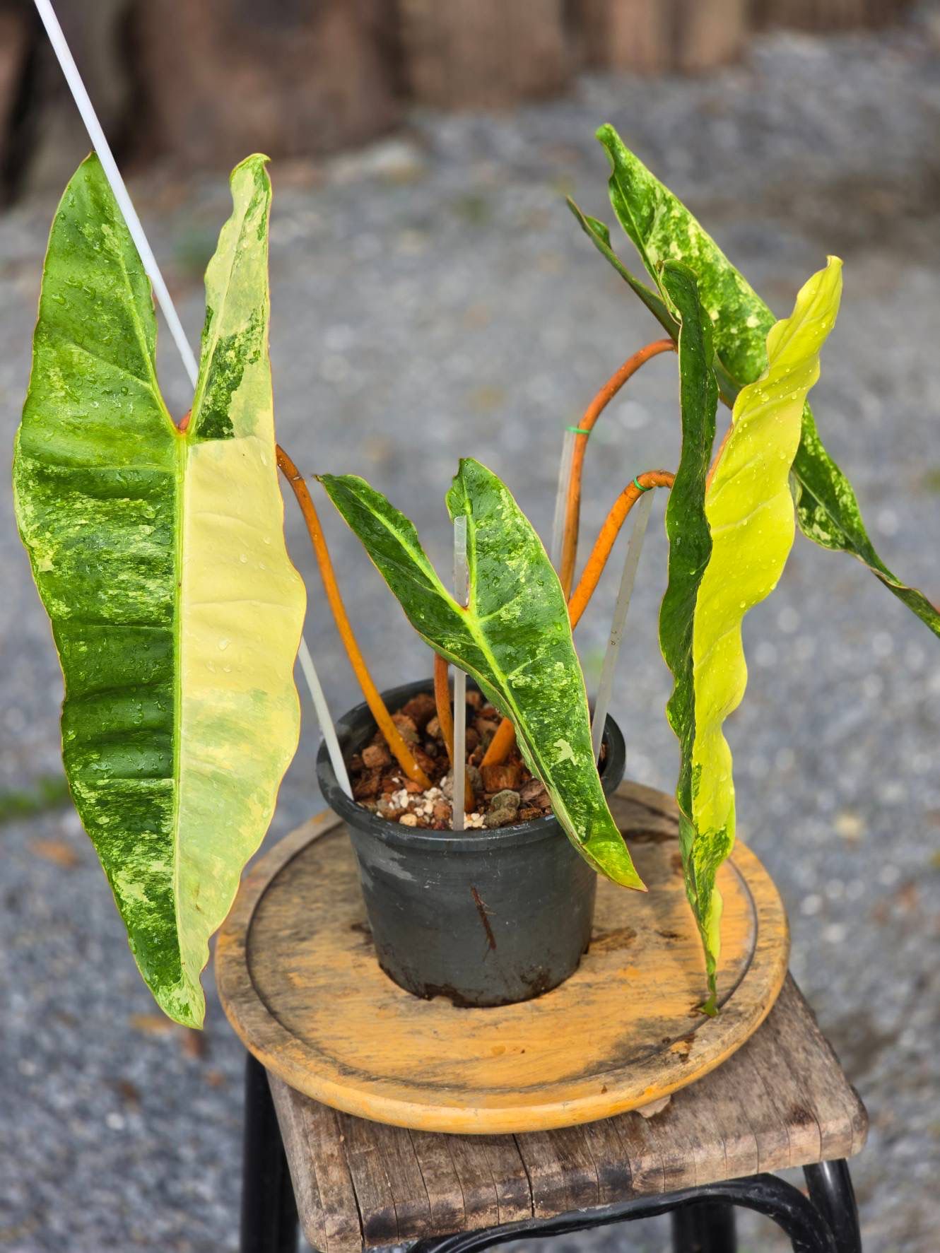 Philodendron Billietiae Variegated