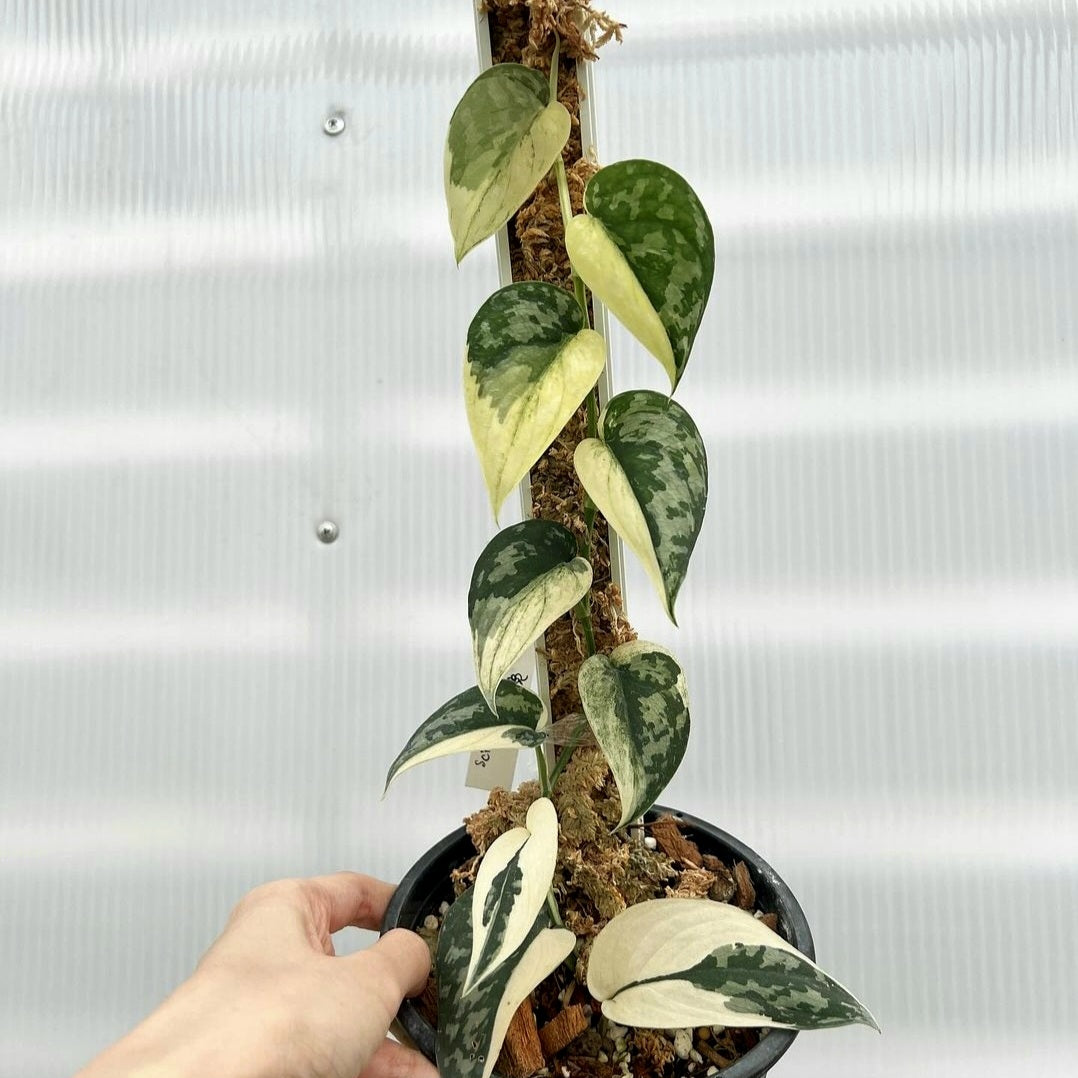 Scindapsus