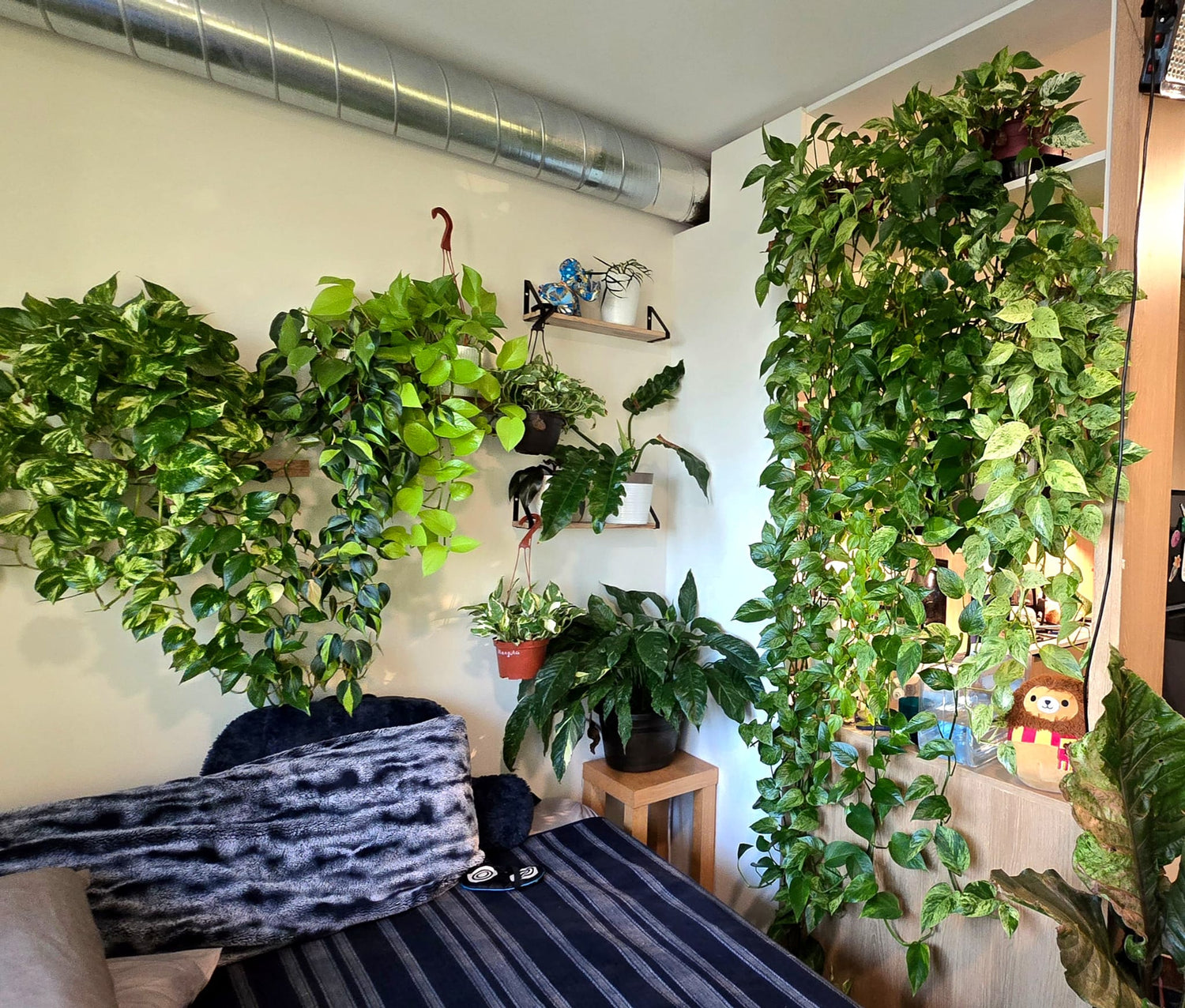 # Indoor Plants and Air Purifiers