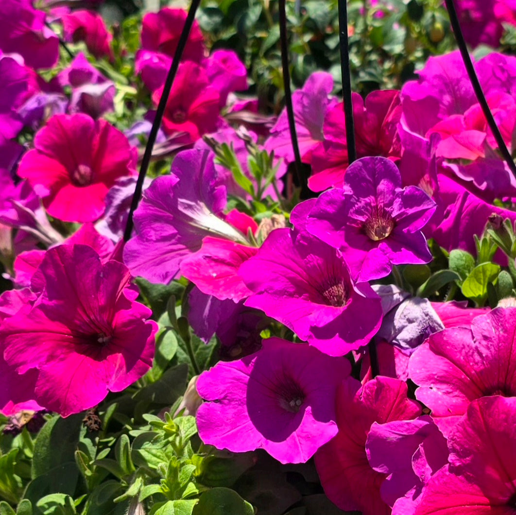 Pink Flowers and Plants