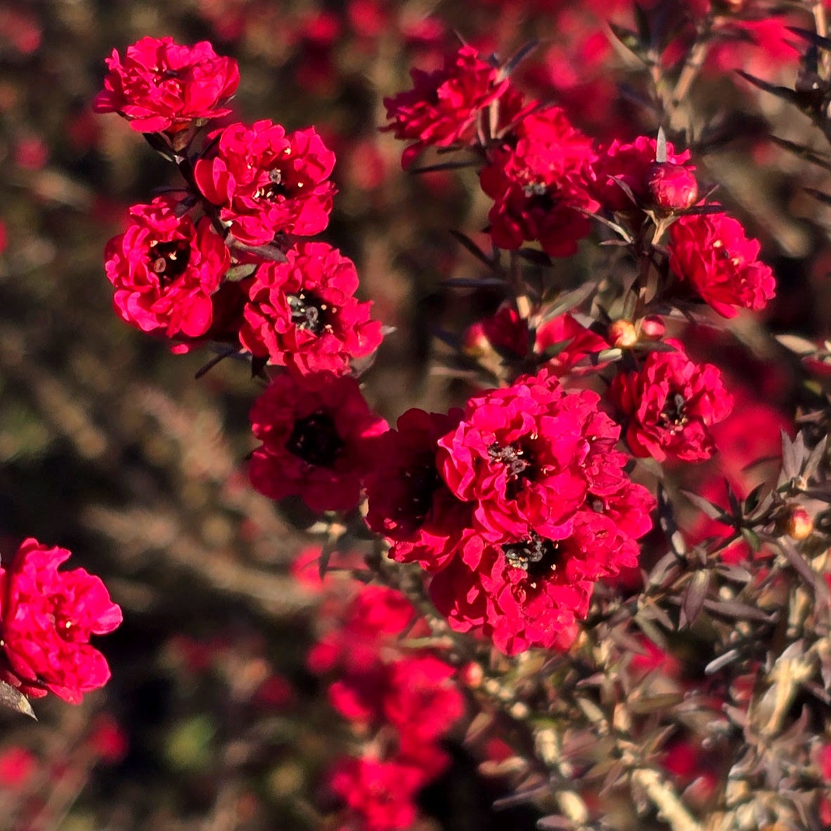 Red Plants and Flowers