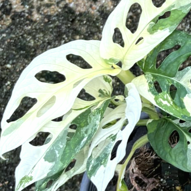 White Plants and Flowers