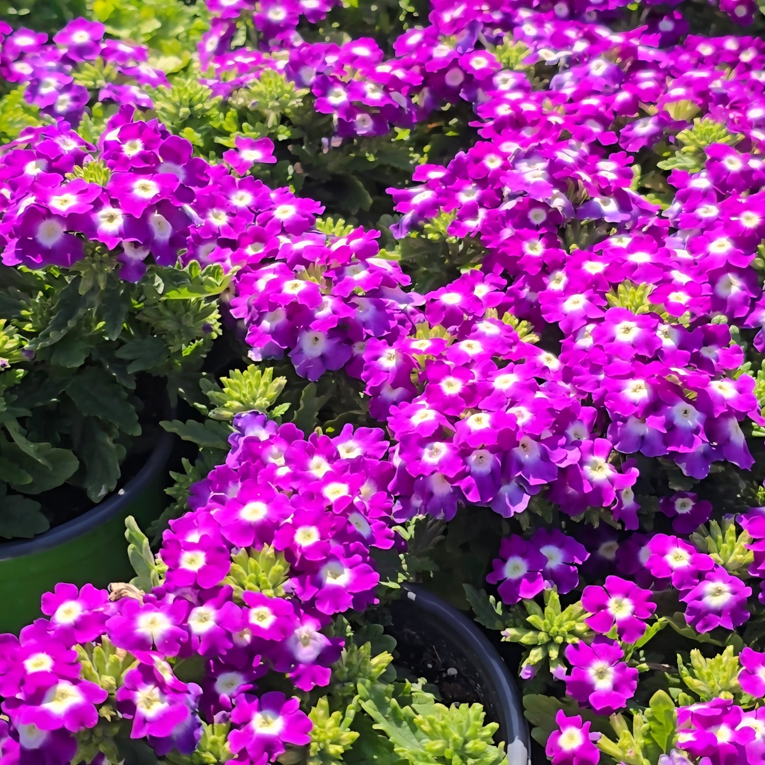 Purple Tone Flowers and Plants