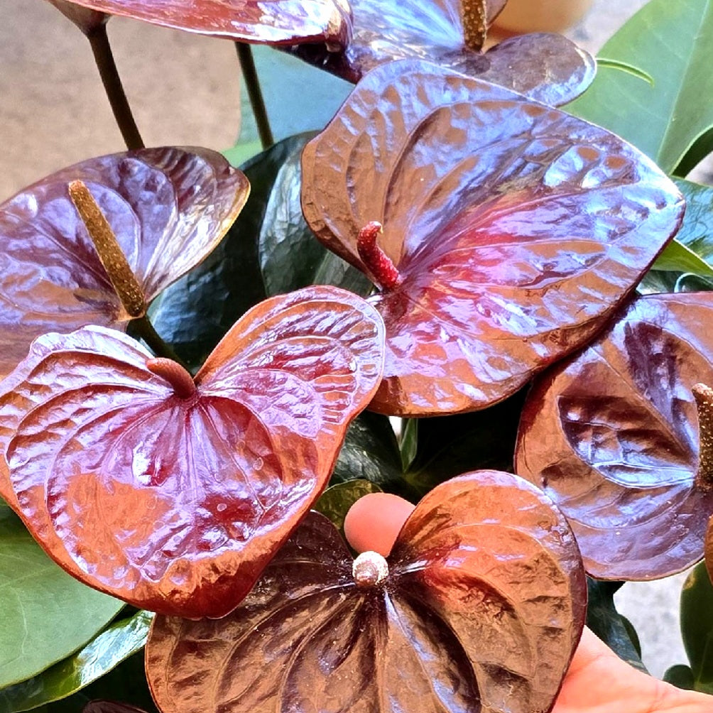 Burgundy Plants and Flowers