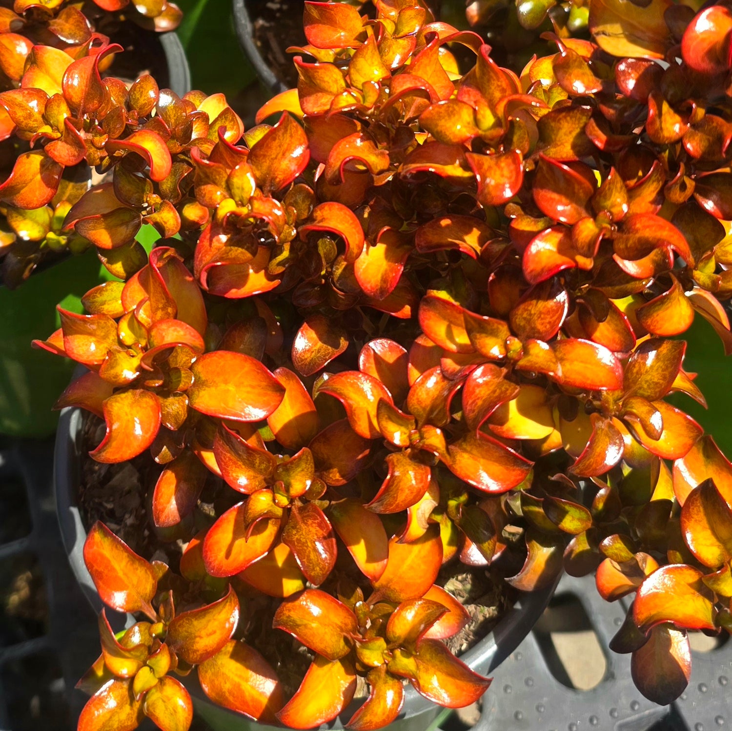 Orange Plants and Flowers