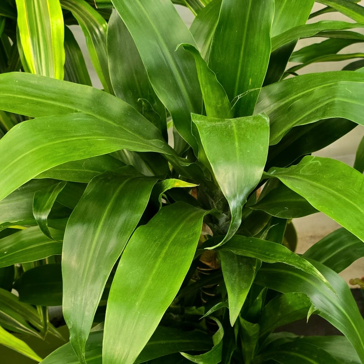 Green Plants and Flowers
