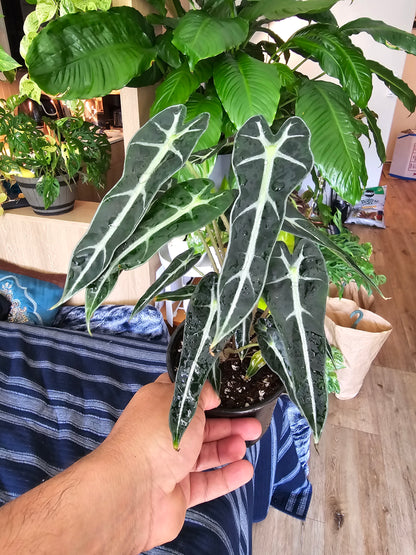 4 inch pot - Bambino Alocasia Fancy House Plant Easy Care