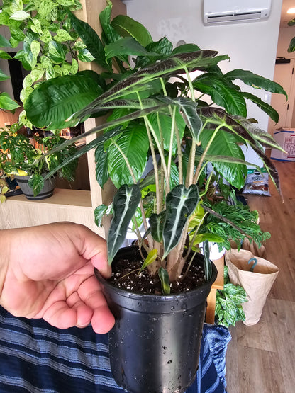 4 inch pot - Bambino Alocasia Fancy House Plant Easy Care