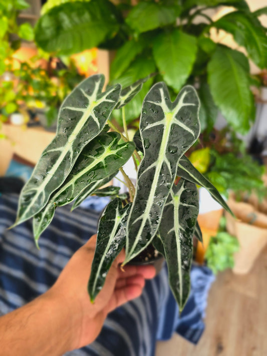 4 inch pot - Bambino Alocasia Fancy House Plant Easy Care