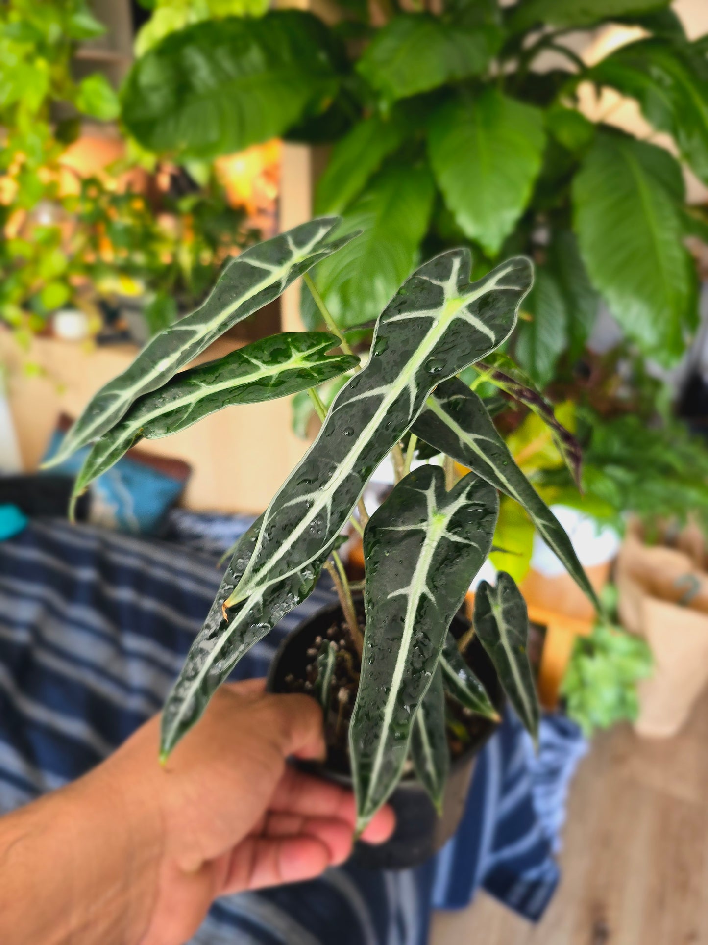 4 inch pot - Bambino Alocasia Fancy House Plant Easy Care