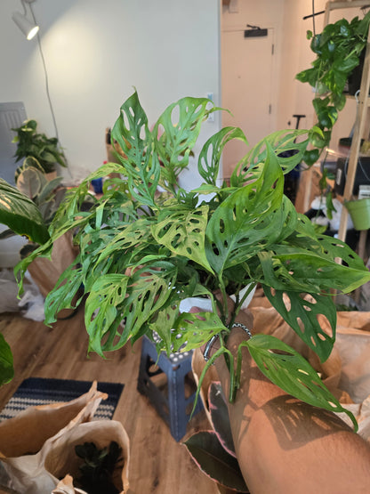 6 inch Ceramic Pot- Monstera Cheese plant Adandonii - Get similar to picture