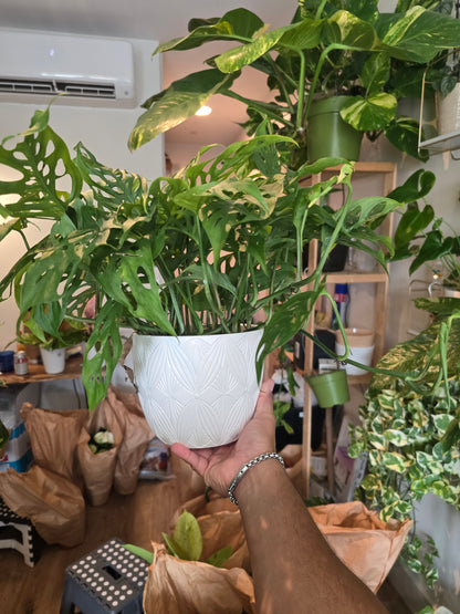 6 inch Ceramic Pot- Monstera Cheese plant Adandonii - Get similar to picture