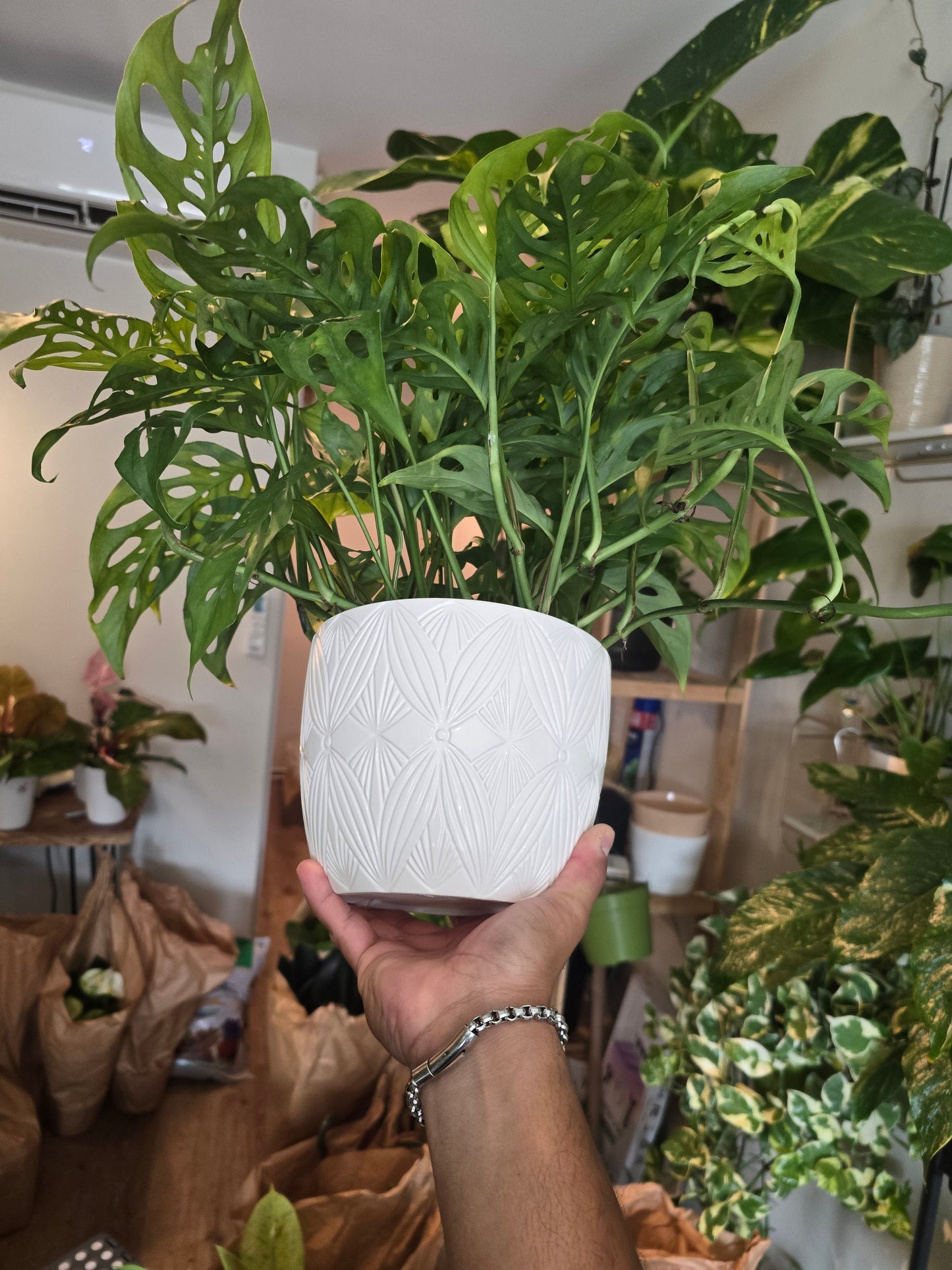 6 inch Ceramic Pot- Monstera Cheese plant Adandonii - Get similar to picture