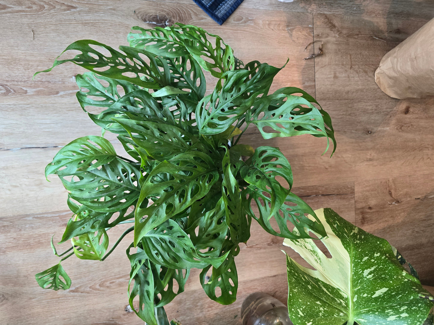 6 inch Ceramic Pot- Monstera Cheese plant Adandonii - Get similar to picture