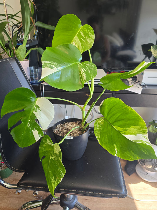 6 inch Pot, exact plant - Monstera Albo Variegated, picture taken Aug 15th, 2024 (EP-131)