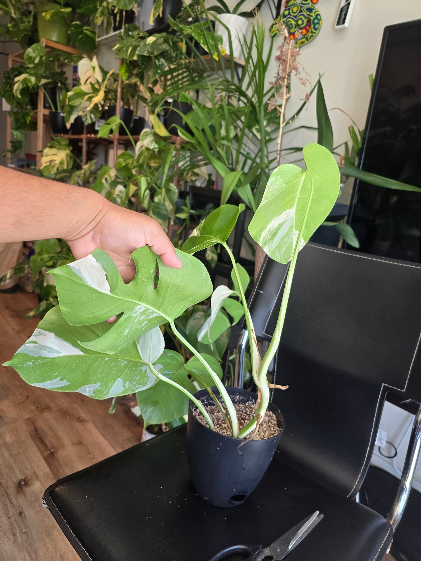 6 inch Pot, exact plant - Monstera Albo Variegated, picture taken Aug 15th, 2024 (EP-131)