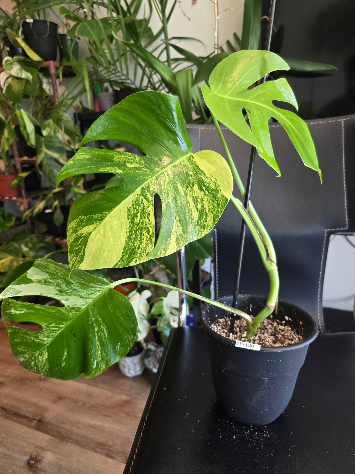 6 inch Pot, exact plant - Monstera Aurea Variegated, picture taken Aug 15th, 2024 (EP-130)