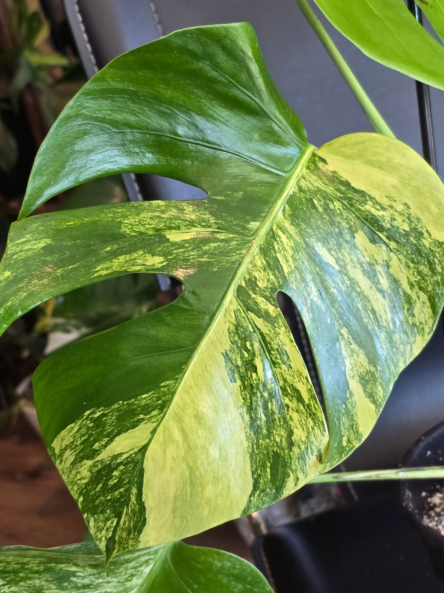 6 inch Pot, exact plant - Monstera Aurea Variegated, picture taken Aug 15th, 2024 (EP-130)