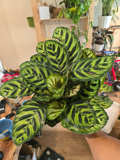 6 inch Pot- Very Full Calathea Makoyana 'Peacock Prayer Plant' - Indoor Plant- Get similar to the picture!