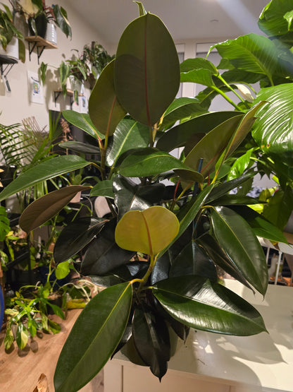 8" Pot - XL size Ficus elastica "Cabarnet" Variegated Rubber Tree - Get one similar to picture