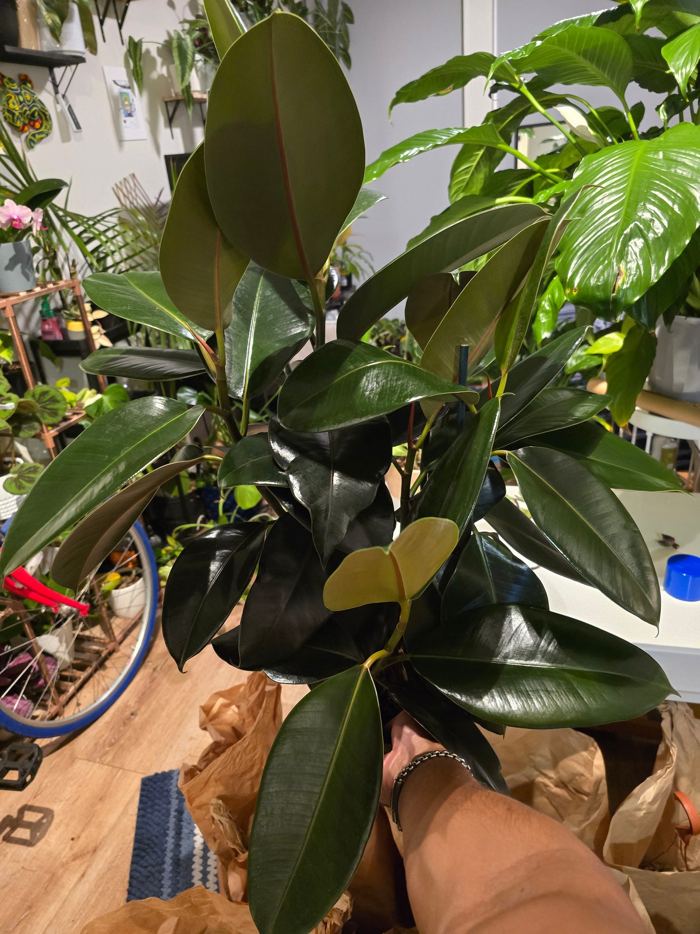 8" Pot - XL size Ficus elastica "Cabarnet" Variegated Rubber Tree - Get one similar to picture