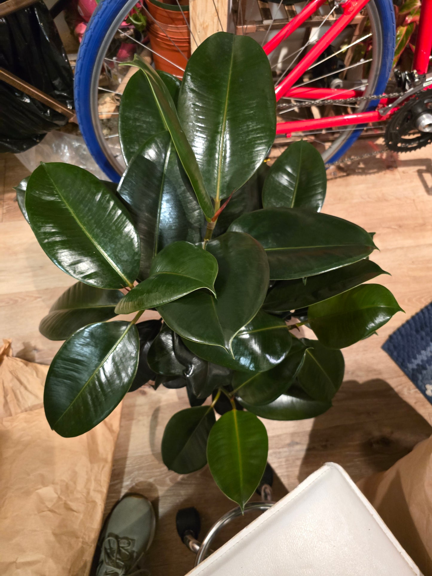 8" Pot - XL size Ficus elastica "Cabarnet" Variegated Rubber Tree - Get one similar to picture