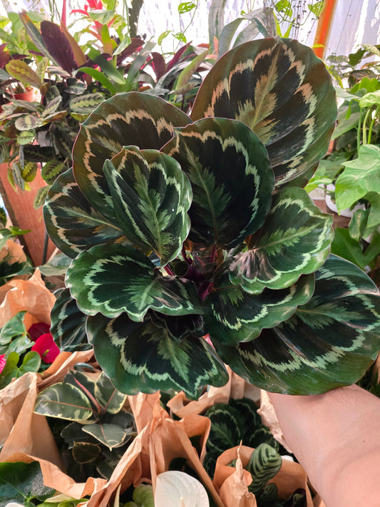 6in pot - Calathea Roseopicta indoor air purifier- Get similar to the picture