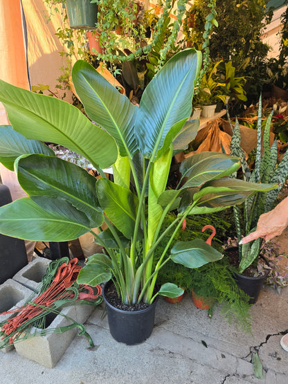 5 gal pot - 4ft+ tall Bird of Paradise White Flower Palm Tree Shade or sun - Get similar to the picture