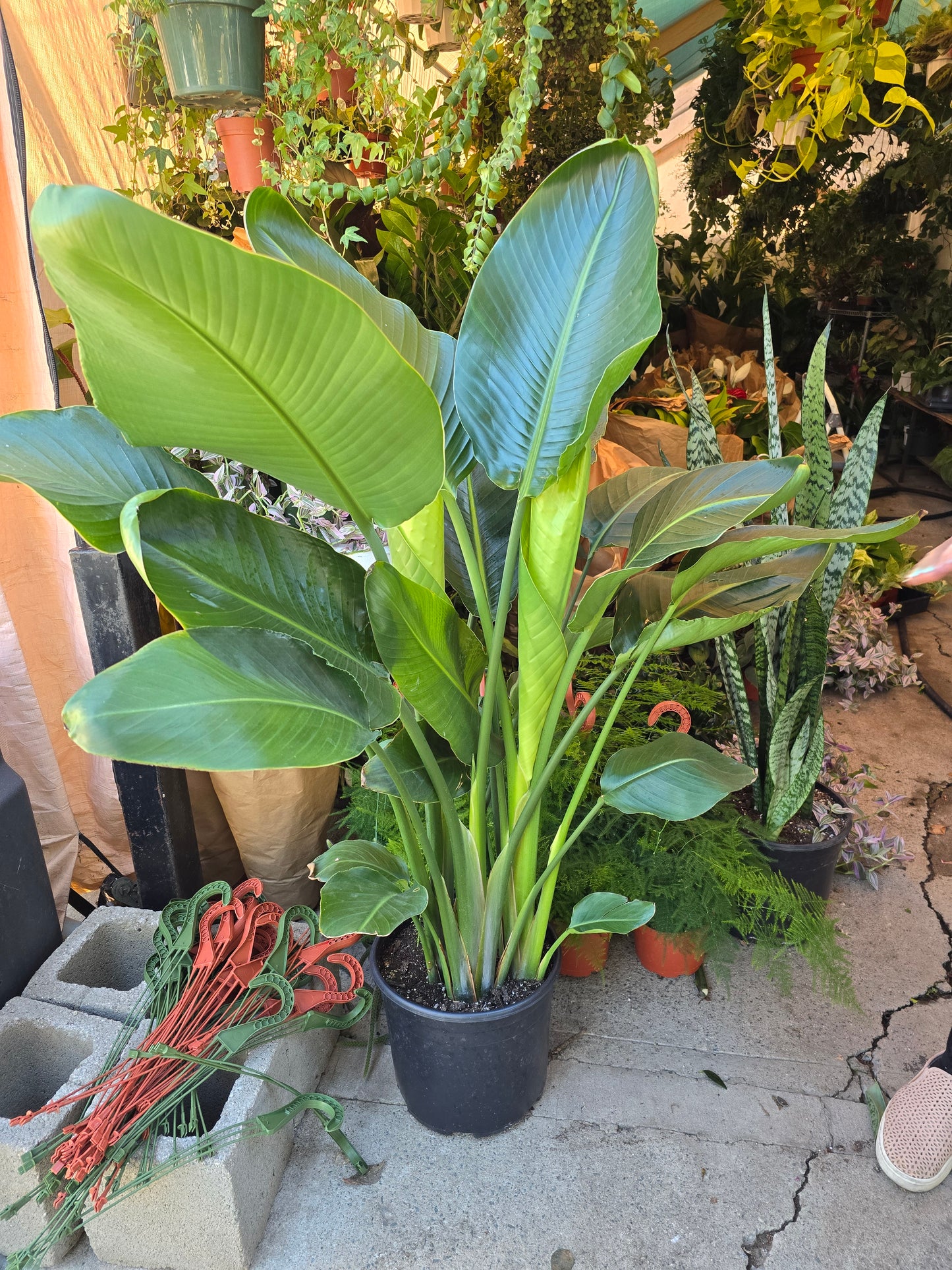 5 gal pot - 4ft+ tall Bird of Paradise White Flower Palm Tree Shade or sun - Get similar to the picture