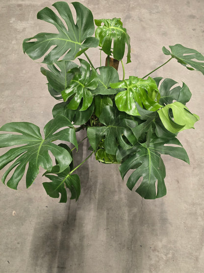 5 gal Pot- Monstera Green big PLANT 3.5ft tall Multiple stemps-Air Purifier easy care indoor and outdoor  - Get Similar to the picture