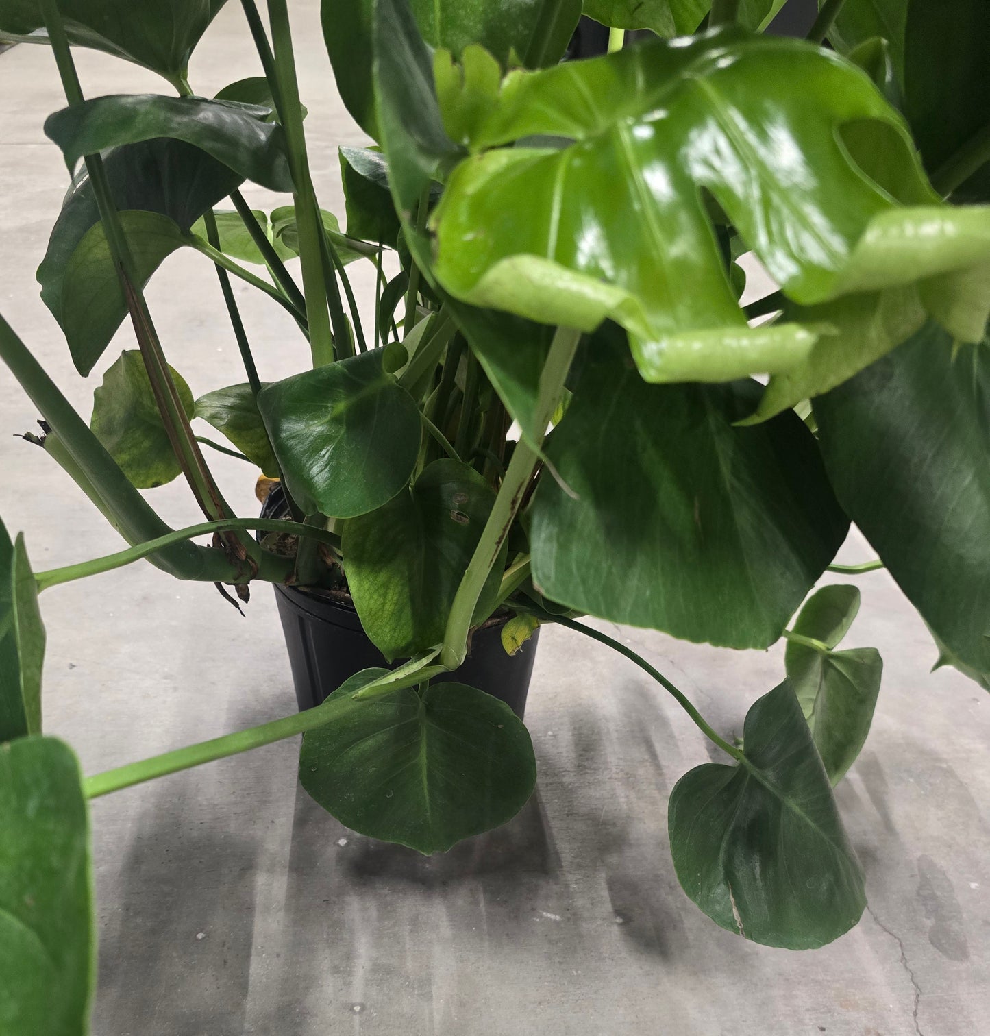 5 gal Pot- Monstera Green big PLANT 3.5ft tall Multiple stemps-Air Purifier easy care indoor and outdoor  - Get Similar to the picture