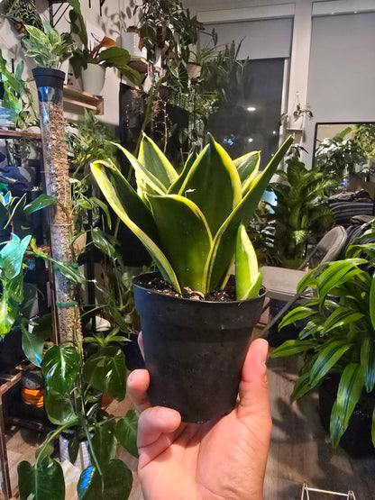 4 inch Pot -  Sansevieria trifasciata 'Hahnii Black Gold', Snake Plant, Live House Plant- Air Purifier- Feet Tall- Exact Plant  Oct 4, 2024