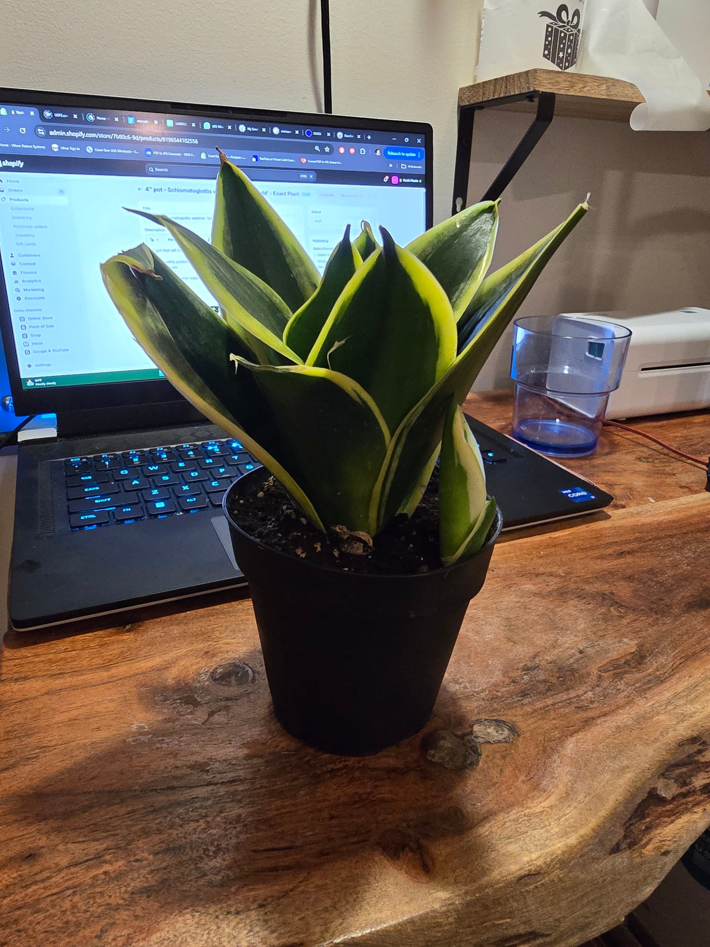 4 inch Pot -  Sansevieria trifasciata 'Hahnii Black Gold', Snake Plant, Live House Plant- Air Purifier- Feet Tall- Exact Plant  Oct 4, 2024