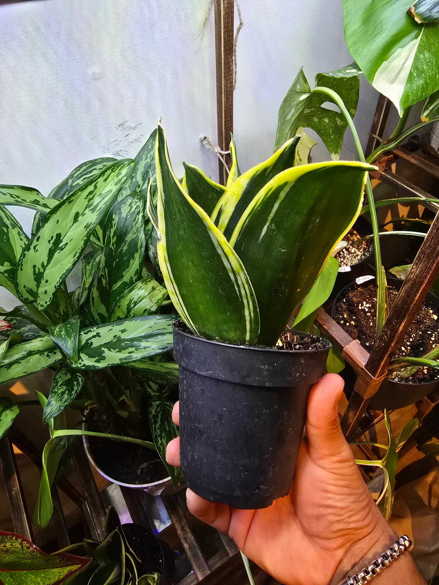 4 inch Pot -  Sansevieria trifasciata 'Hahnii Black Gold', Snake Plant, Live House Plant- Air Purifier- Feet Tall- Exact Plant  Oct 4, 2024(#2)