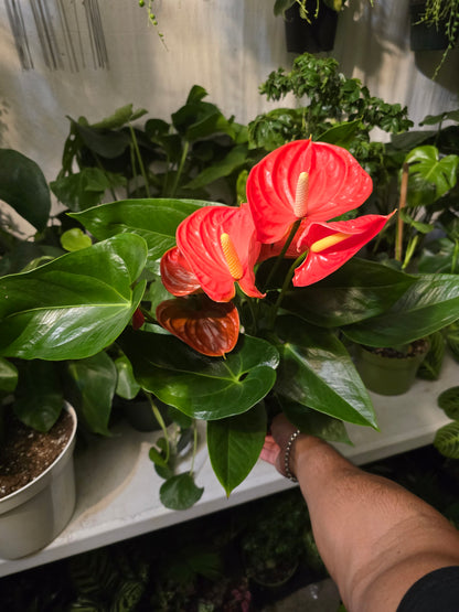 6 inch Pot XL Anthuriums Orange Flower - Get similar to picture