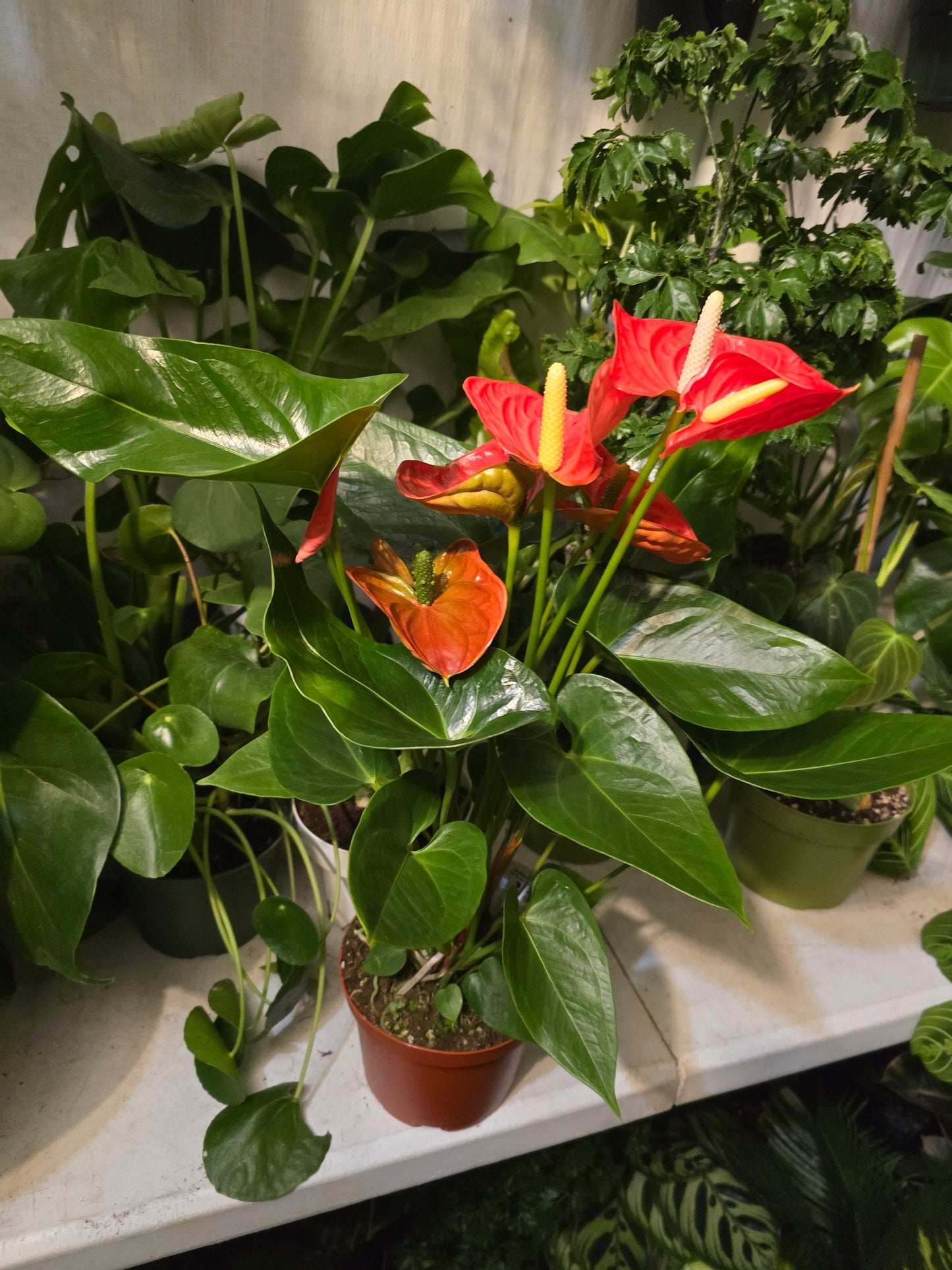 6 inch Pot XL Anthuriums Orange Flower - Get similar to picture