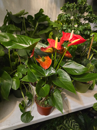 6 inch Pot XL Anthuriums Orange Flower - Get similar to picture