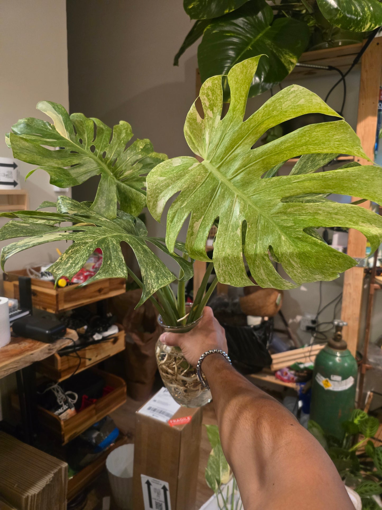 (UG-14)Root in moss 4+ leaves- Monstera Delisiosa 'Platinum'  Variegated Rare Plant- Get Similar to the picture