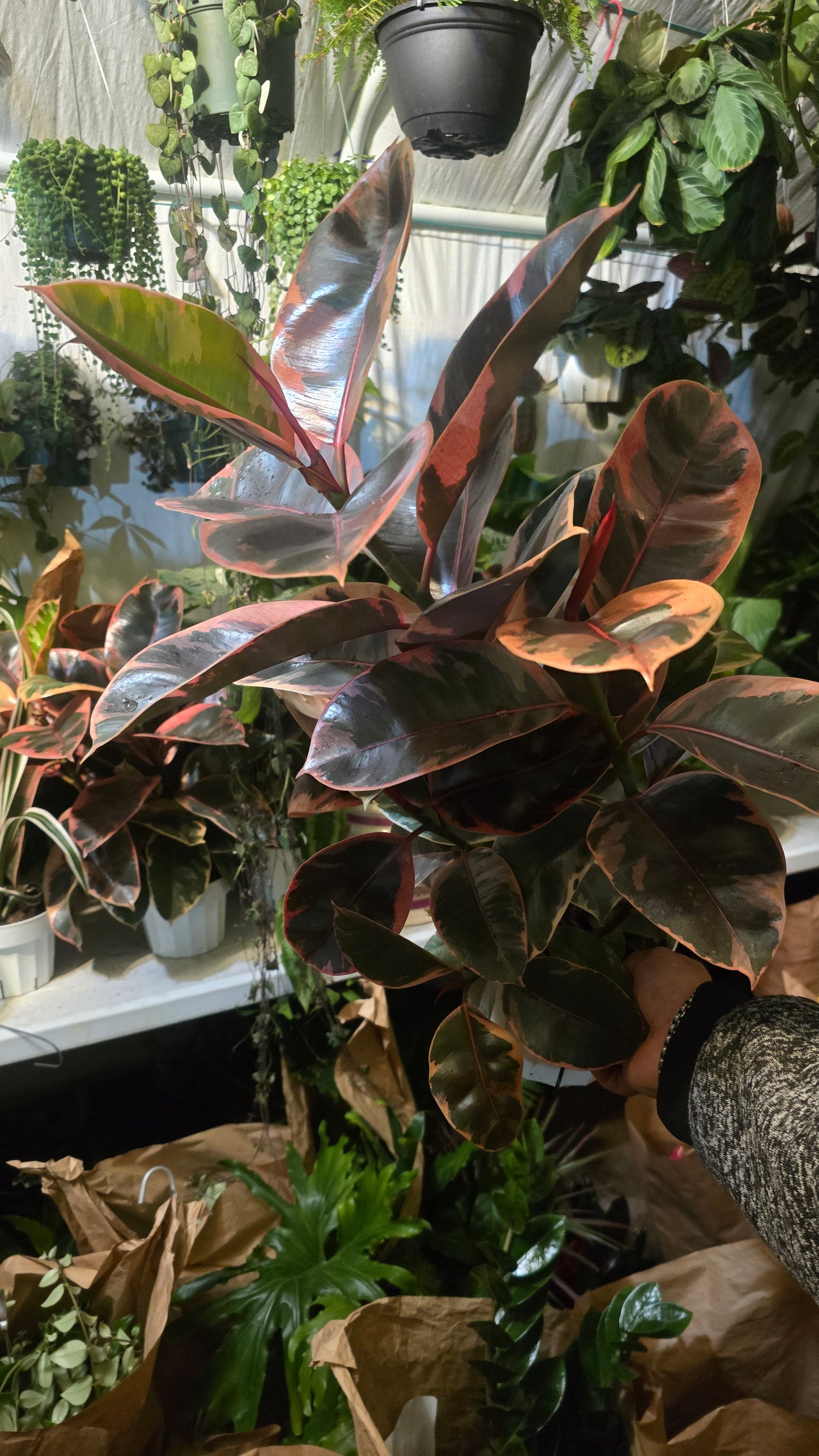 6 inch Pot - Ficus elastica "Red Ruby" Variegated Rubber Tree