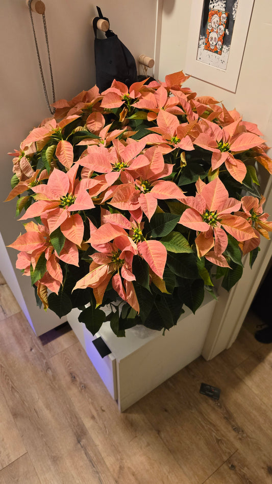 Noche buena XL 2ft tall Poinsettia Peach, Christmas gifts in 8 inch pot- Get Similar