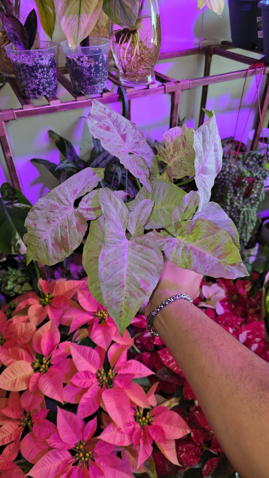 Syngonium Pink Confetti - Exact Plant, Dec 15, 2024