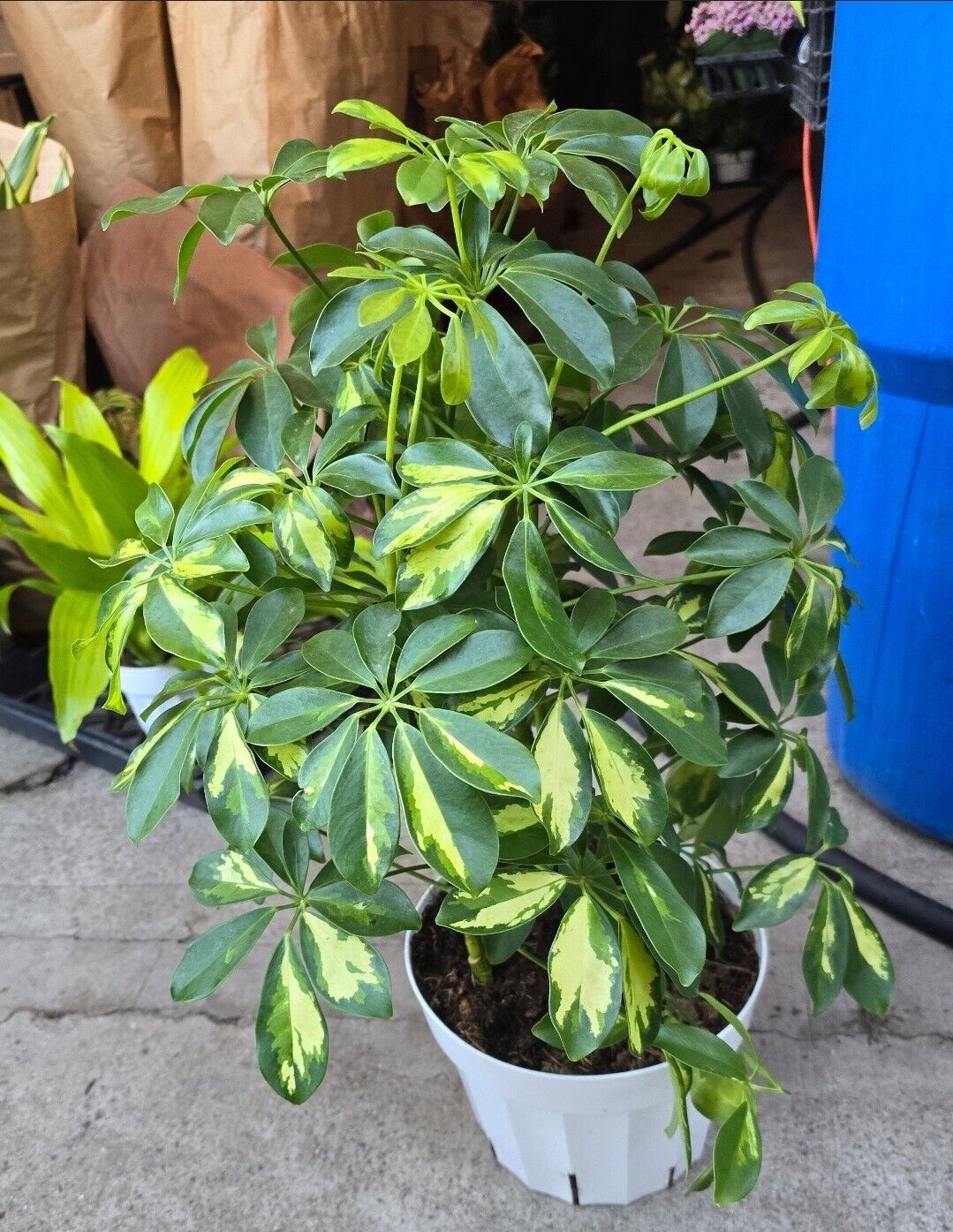 6" pot 18" ish tall -Schefflera Arboricola 'Gold Capella', #007 air Purifier 