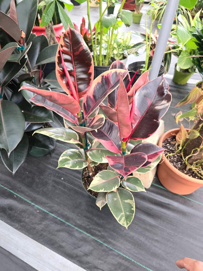 8" Pot - 2.5ft tall XL size Ficus elastica "Ruby" Variegated Rubber Tree - #017